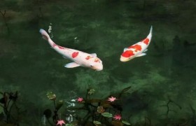 如何养锦鲤可以让它活得久，鱼缸里养的锦鲤怎么养不容生病？