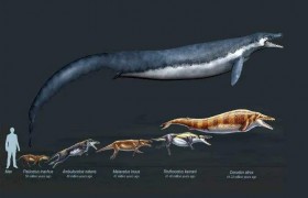 龙王鲸灭绝了吗产自哪里？是中国龙的原型？