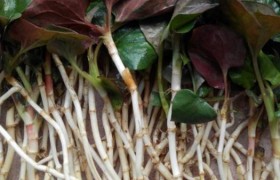 为什么有人喜欢吃鱼腥草折耳根有人不喜欢吃，不喜欢吃的怎么评价