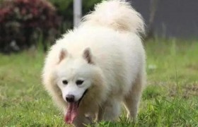 狗粮品尝师的工作内容是干嘛的？一个月的工资有多少？