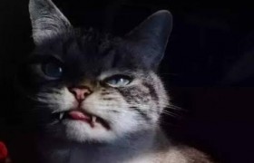 晚上有猫叫千万别出去是什么意思为什么这么说民间有啥说法