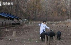 河南姐姐霸气催婚，妹妹结婚就陪嫁300头黑猪