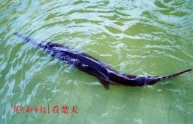 长江白鲟宣告灭绝是怎么回事为什么会灭绝是人类捕捞还是环境影响
