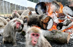 猴子集体吃烤地瓜是怎么回事？日本的猴子待遇咋这么好？