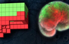 首个活体机器人是什么材料做的是真人吗有什么用途用做哪方面？