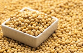 美国大豆库存积压了多少多少农民破产，部分农民改种这种非法植物