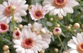 花带来的美好心情说说句子大全，形容鲜花带来的好心情