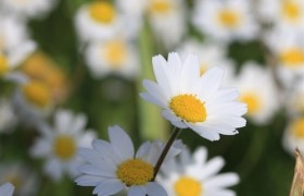 早上吸引朋友圈的句子，早安发朋友圈必点赞的句子