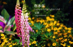 鲁冰花为什么是禁歌