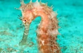 海马属于什么生物类目，海马是鱼吗