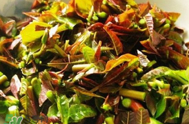 香椿什么季节吃最好,香椿什么季节吃