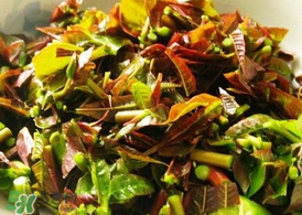 香椿什么季节吃最好,香椿什么季节吃