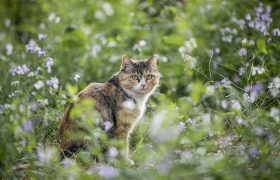 动物的免费图片