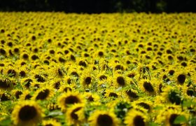 向日葵的免费图片